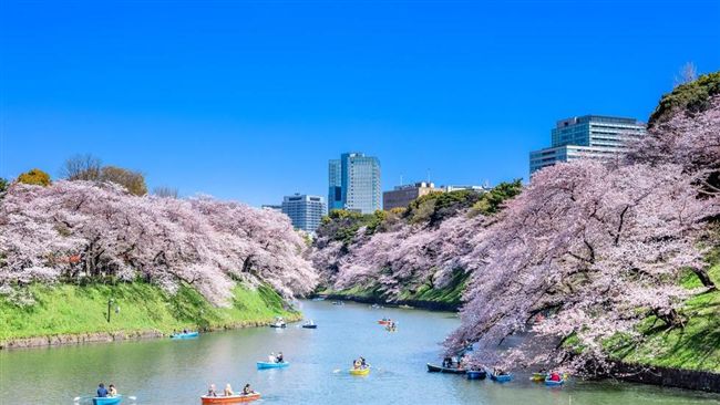 美的像幅畫！東京六大賞櫻打卡夯點