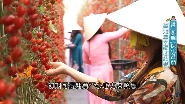 穿奧黛採番茄　她等20年幸福才結果