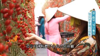 穿奧黛採番茄 她等20年幸福才結果