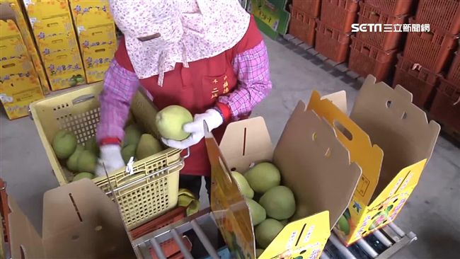 麻豆柚農：2百萬斤文旦丟溪是形容詞