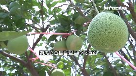 文 追兩馬協會1800