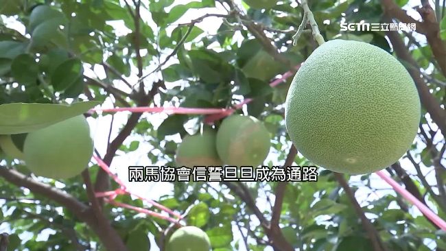 訂70萬斤柚！兩馬協會僅成立2個月