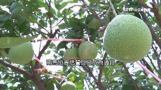 訂70萬斤柚！兩馬協會僅成立2個月