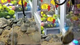 殘忍！娃娃機竟放「活體烏龜」夾中重摔地　網轟：殼都裂了