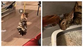 澳洲一對中國留學生情侶，嗑藥後虐貓。（圖／翻攝自微博）