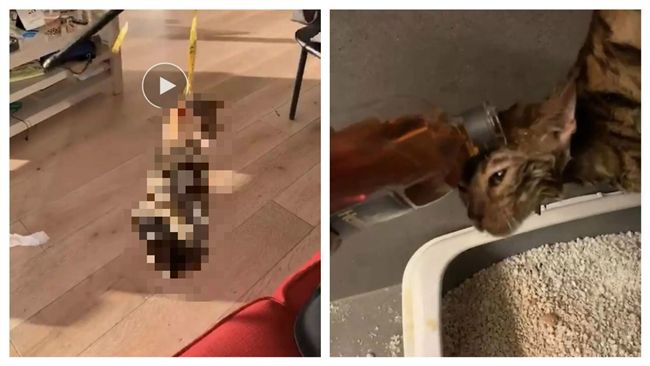 毒情侶嗑藥狠虐貓　灌酒毒打吊頸亡