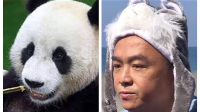 人大代表打臉送貓熊！潘恆旭親口認了
