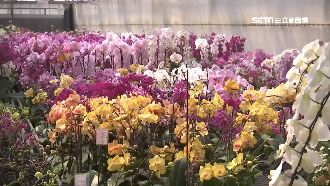 文心蘭價格腰斬　花農嘆：沒這麼慘過