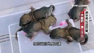 網購松鼠哪來的？揭背後殘忍真相