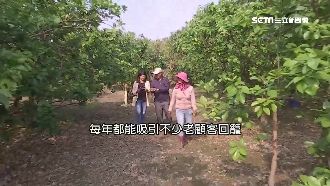 果農駁靠外銷！麻豆老欉文旦預約熱賣