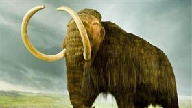 長毛象復活出現突破　誘發冰凍細胞（圖／翻攝自維基百科）