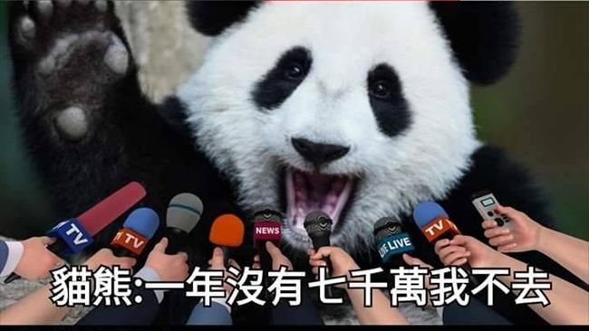 貓熊混怒！潘恆旭神扯慘害貓熊遭酸…