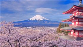 圖／翻攝IG,日本賞櫻