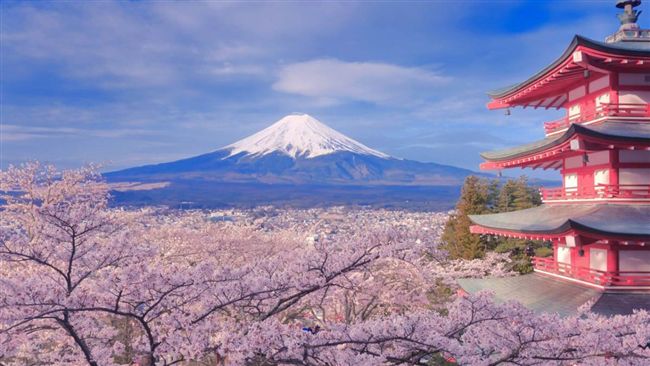 最流行！日本「空氣賞櫻」泡湯午茶宴