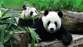 大貓熊團圓來台前  動物園派人赴各國取經中國大陸擬送一對貓熊給高雄市壽山動物園，引發熱烈討論，台北市動物園表示，在大貓熊「團團」與「圓圓」確定要來台後，曾派人到各國取經，了解如何照養以及教育保育等議題。（檔案照片）中央社  108年3月11日