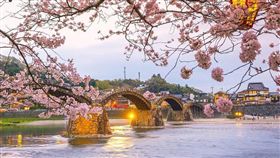 ▲錦帶橋是日本的賞櫻百選名所之一（圖／shutterstock.com）
