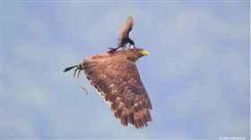 HIPA,哈姆丹國際攝影獎,陳承光