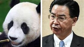 部長拚外交…親中媒體鍊卻「瘋狂捧貓熊」　天團：可悲台灣（合成圖／翻攝自台北市立動物園臉書、資料照）