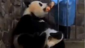 熊貓媽咪被飼養員誘惑。（圖／翻攝自YouTube 爆料公社5.0）
