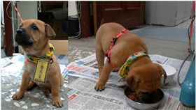 基隆,警犬,棄養,小黃,暖暖派出所（圖／翻攝畫面）