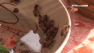 蜜蜂群聚喝符水　民眾驚呆：有神蹟？