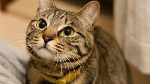 貓死後放不下不願投胎　飼主沉痛告別