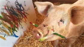 豬界傳奇！來自南非的天才「豬卡索」（Pigcasso）有個特殊天賦「畫油畫」，2016年豬卡索被主人（Joanne Lefson）從屠宰場救出來，之後主人意外發現牠懂得叼起油漆刷，於是靈機一動拿出畫布讓牠作畫，沒想到作品非常好看，也讓牠意外獲的高人氣。（圖／翻攝自pigcasso.org）