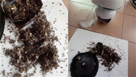 好市多「捕蚊神器」裝滿蚊蟲屍體。（圖／翻攝自Costco好市多 商品經驗老實說）