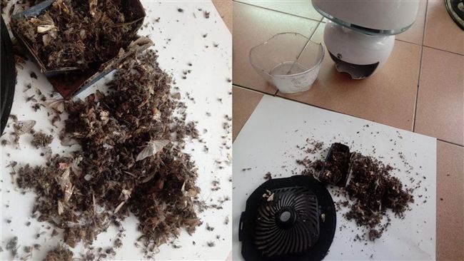 好市多捕蚊燈超狂收穫　網曝加這一味