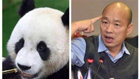部長拚外交…親中媒體鍊卻「瘋狂捧貓熊」　天團：可悲台灣（合成圖／翻攝自台北市立動物園臉書、資料照）