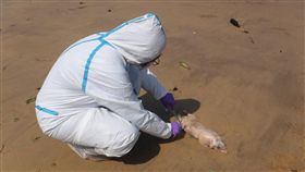 非洲豬瘟,豬隻,豬製品（圖／防檢局提供）