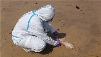 生化武器又來!金門海邊驚現豬瘟死豬
