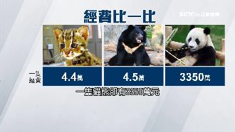 熊貓年吃3千萬　石虎1年僅4.4萬