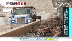 豪奢Buffet豬sot-6'53