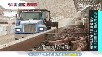 終結浪費！「五星級廚餘」養豬成創舉