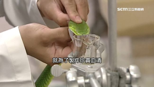 台灣十大毒蛇！這4種無血清看到快溜