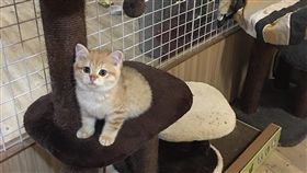 北市寵物店無照繁殖販售貓隻遭重罰台北市動保處派員稽查台北市松山區某寵物店業者，發現業者無照經營貓隻繁殖、買賣，違反相關規定，依法裁罰新台幣60萬元。（動保處提供）中央社記者劉建邦傳真　108年3月14日