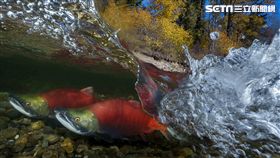 拍照,攝影,索尼世界攝影大獎,Sony World Photography Awards,吳永森,2019台灣α系列攝影比賽
圖／台灣索尼提供