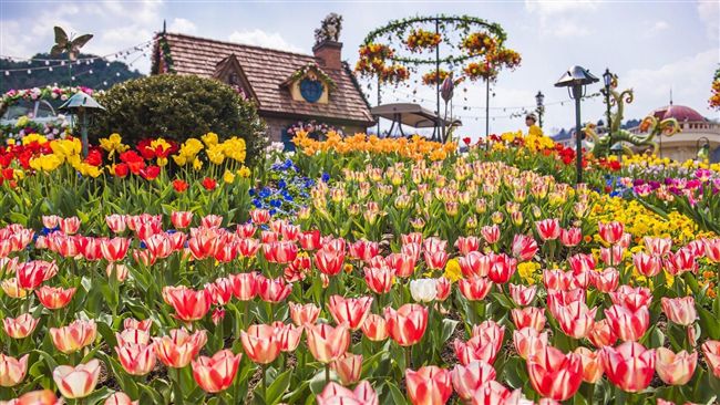 春遊繽紛愛寶樂園賞鬱金香、玫瑰花海