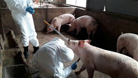 烈嶼豬隻完成採樣　送畜衛所檢測（1）金門縣動植物防疫所15日完成烈嶼鄉養豬場豬隻血液採樣，共採集137個檢體，下午將由專人送到農委會家畜衛生試驗所檢測。（金門縣動植物防疫所提供）中央社記者黃慧敏傳真　108年3月15日