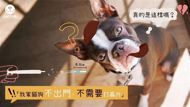 我家貓狗不出門　還需要打晶片嗎？