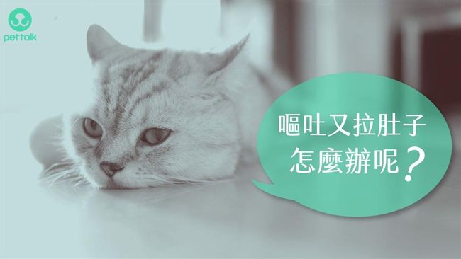 嘔吐又腹瀉！貓咪得腸胃炎該怎麼辦？