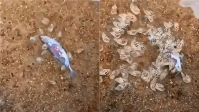 如喪屍爬出！海螺「蜂擁撲食」啃死魚