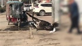 中國大陸,驢肉店,當街宰殺驢子（圖／翻攝自梨視頻）