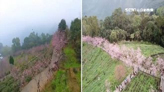 氣候亂花期　「櫻花隧道」今昔差很大