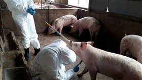 烈嶼豬隻完成採樣　送畜衛所檢測（1）金門縣動植物防疫所15日完成烈嶼鄉養豬場豬隻血液採樣，共採集137個檢體，下午將由專人送到農委會家畜衛生試驗所檢測。（金門縣動植物防疫所提供）中央社記者黃慧敏傳真　108年3月15日