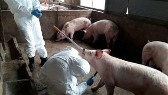 管制解禁!小金門豬場未染非洲豬瘟