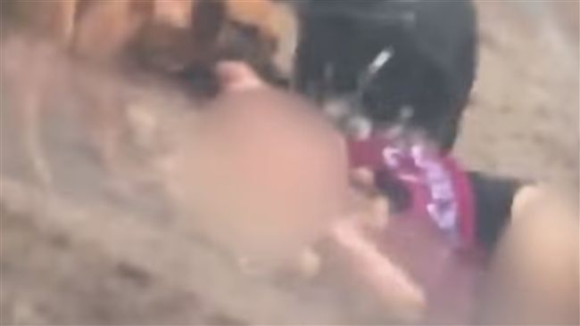 女慘遭十多隻「惡犬狂咬」！影片曝光
