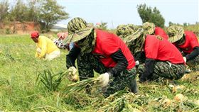 國軍,海軍陸戰隊,洋蔥助收,屏東,梅復興　圖／國防部發言人臉書