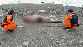 鯨豚接連死1200